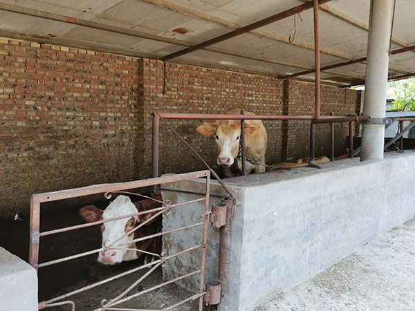 “鄭州中聯村”的三兄弟--收花生不要錢只要草 1-3.jpg