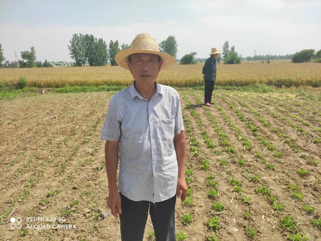 中聯(lián)收獲花生收獲機(jī)如何成為臨沭新寵?