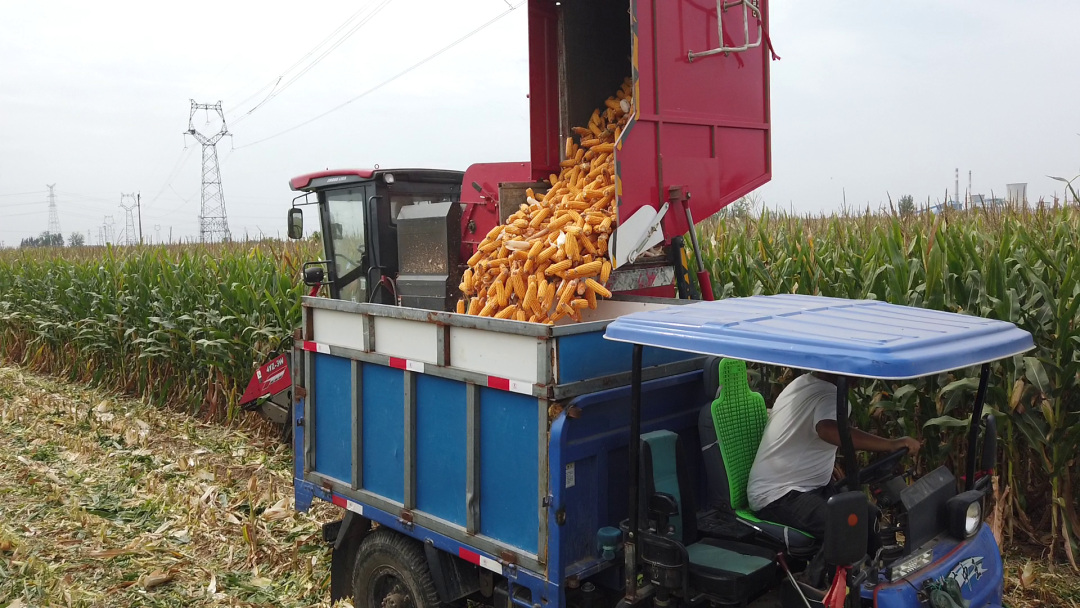 保定用戶于立賓:日均作業(yè)100畝 “致富利器”中聯(lián)收獲玉米機(jī) 930-1.png
