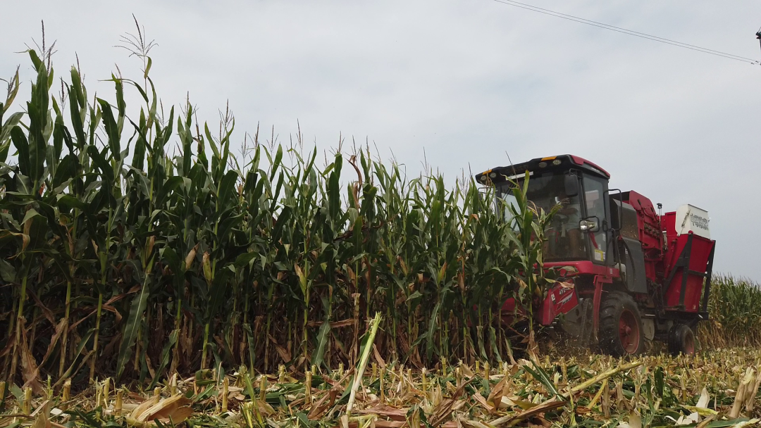 保定用戶于立賓:日均作業(yè)100畝 “致富利器”中聯(lián)收獲玉米機(jī) 930-2.png