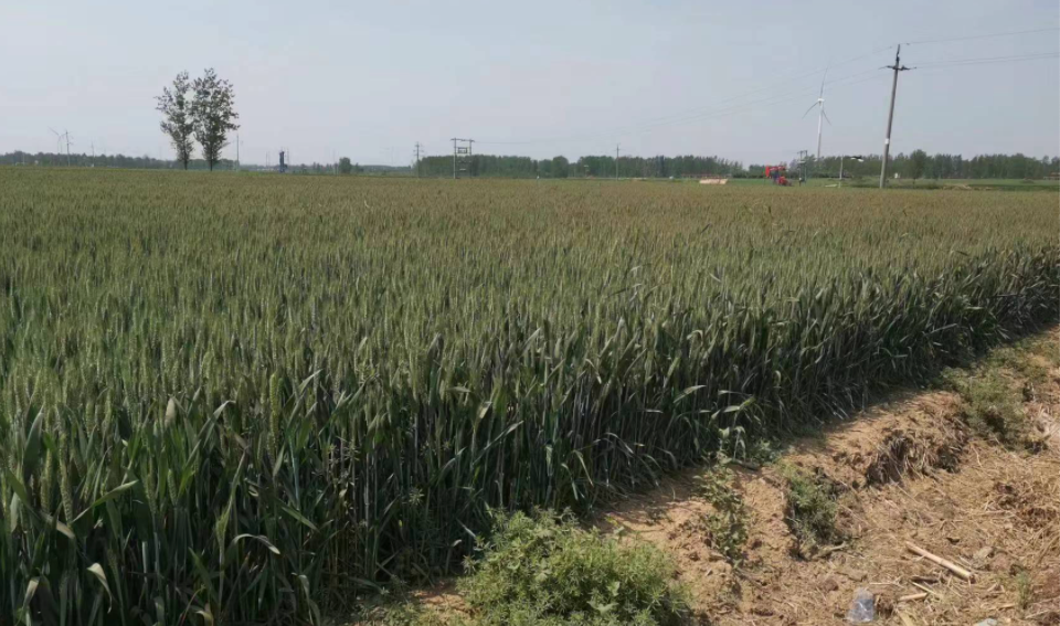 中聯(lián)收獲小麥機(jī)：有何魔力讓30年老機(jī)手著迷？(圖2)